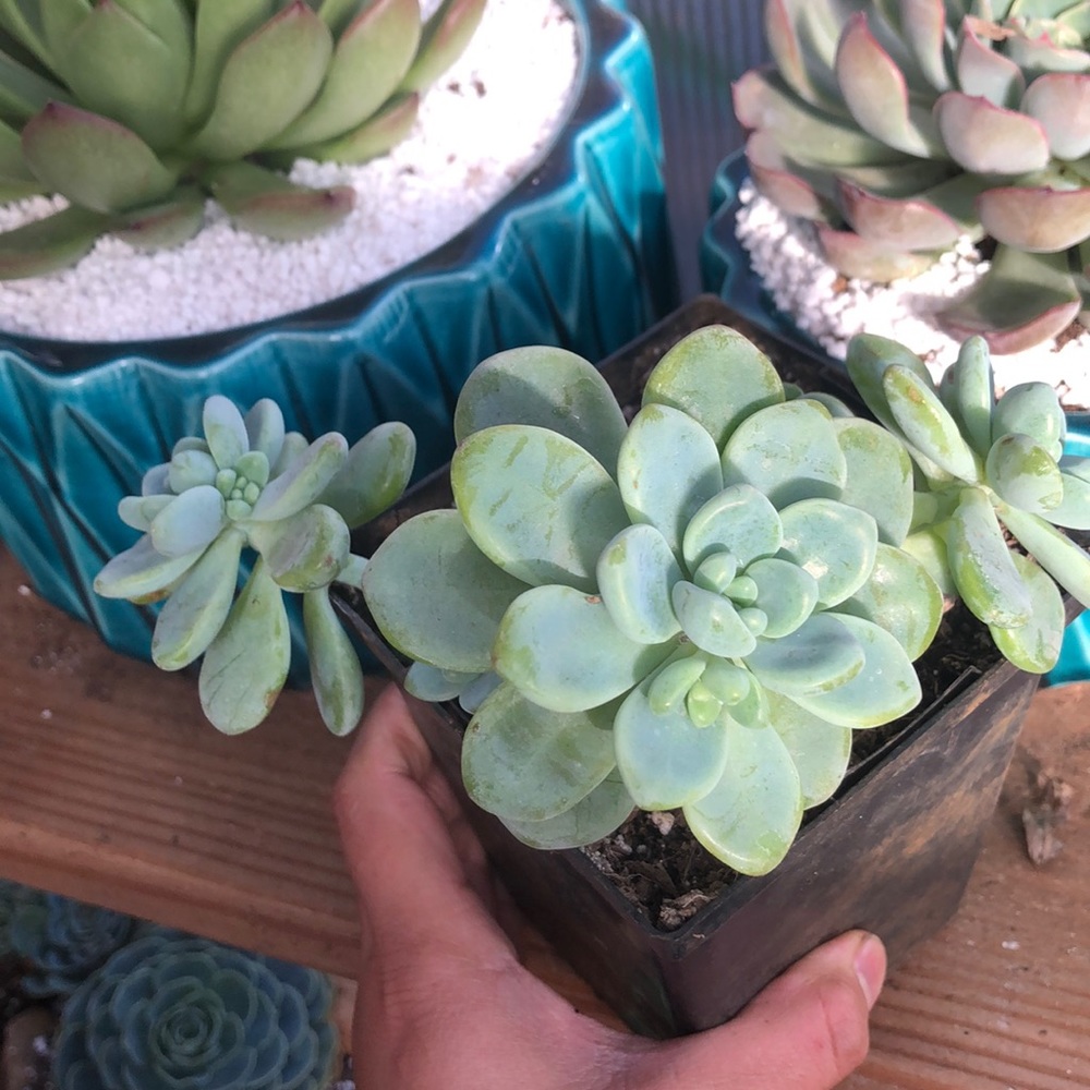 Sedum clavatum